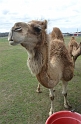 Kids_SharkarosaRanch-2013 (95)